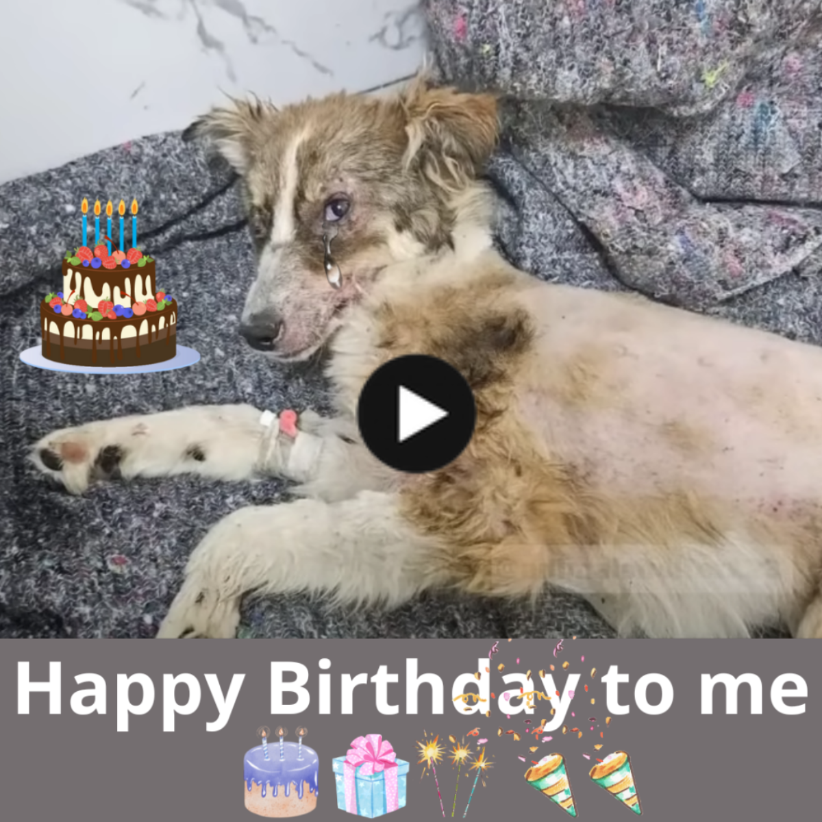 The Forgotten Soul’s Birthday: A Dog’s Ten-Year Journey to Freedom