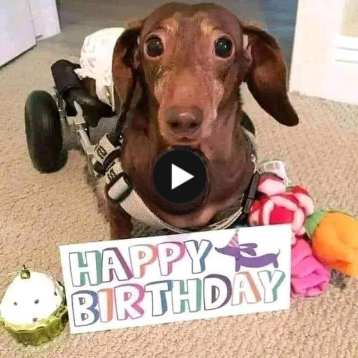 The small dog’s happiness was beyond words, as his buddies remembered his birthday.
