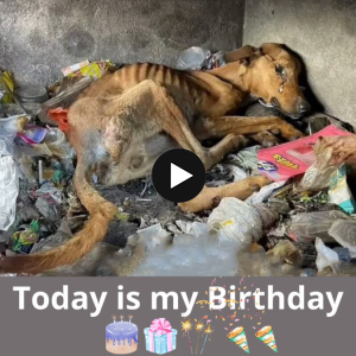 Unforgettable birthday of a poor dog (VIDEO). Hope to get a little love here