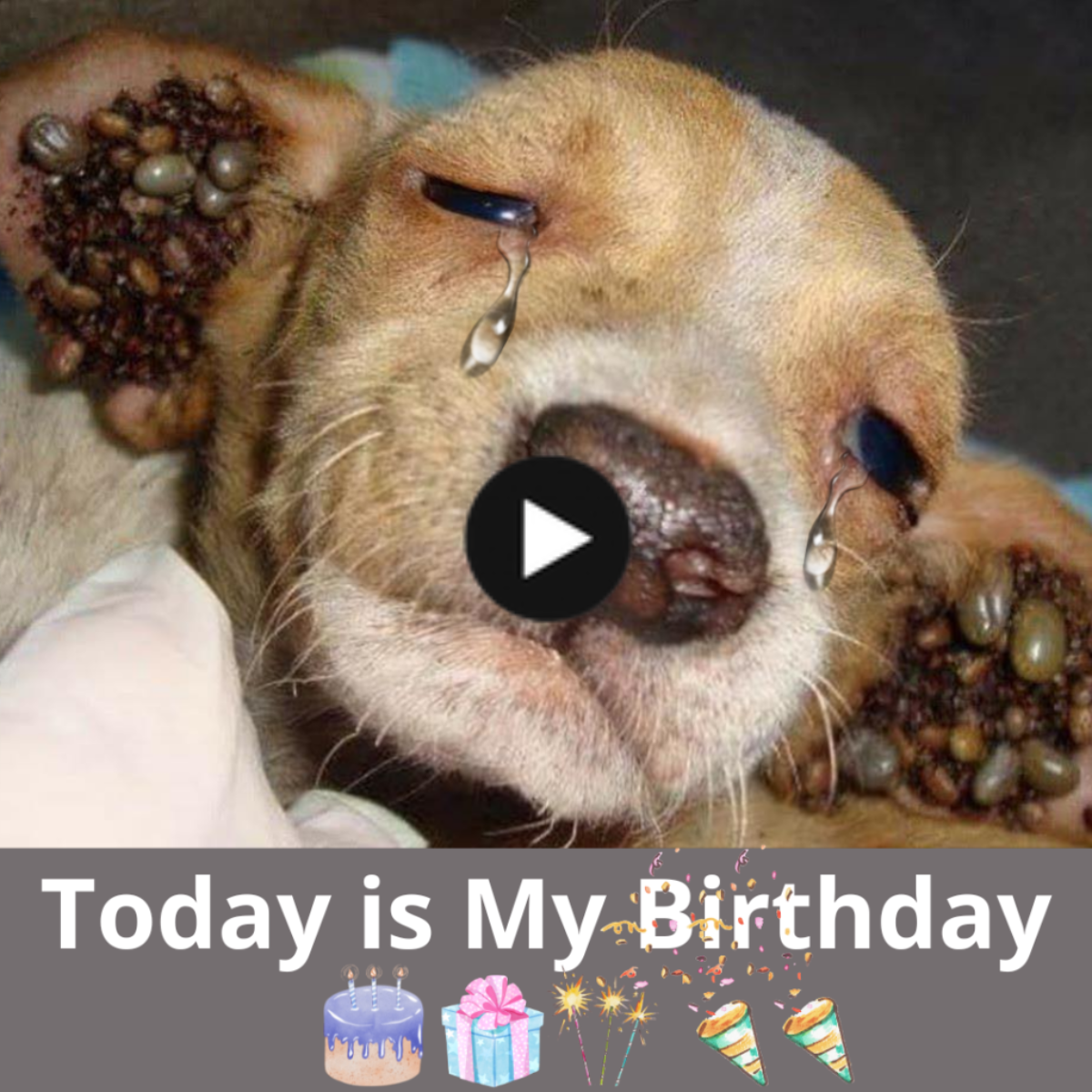 A sincere birthday wish with the hope of easing the pain of a dog whose owner despised him with ticks all over his ears, making him cry in pain.