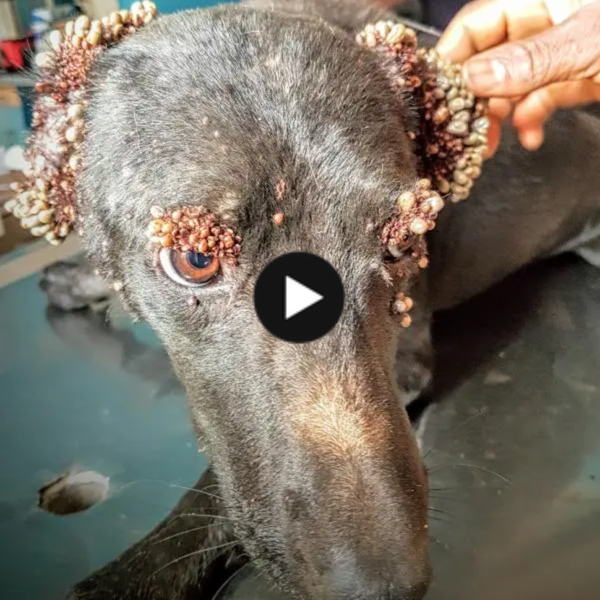 Starting from the depths of despair: thousands of ticks clinging to the poor dog’s ears, he hoped someone would help him remove the species from his painful body.