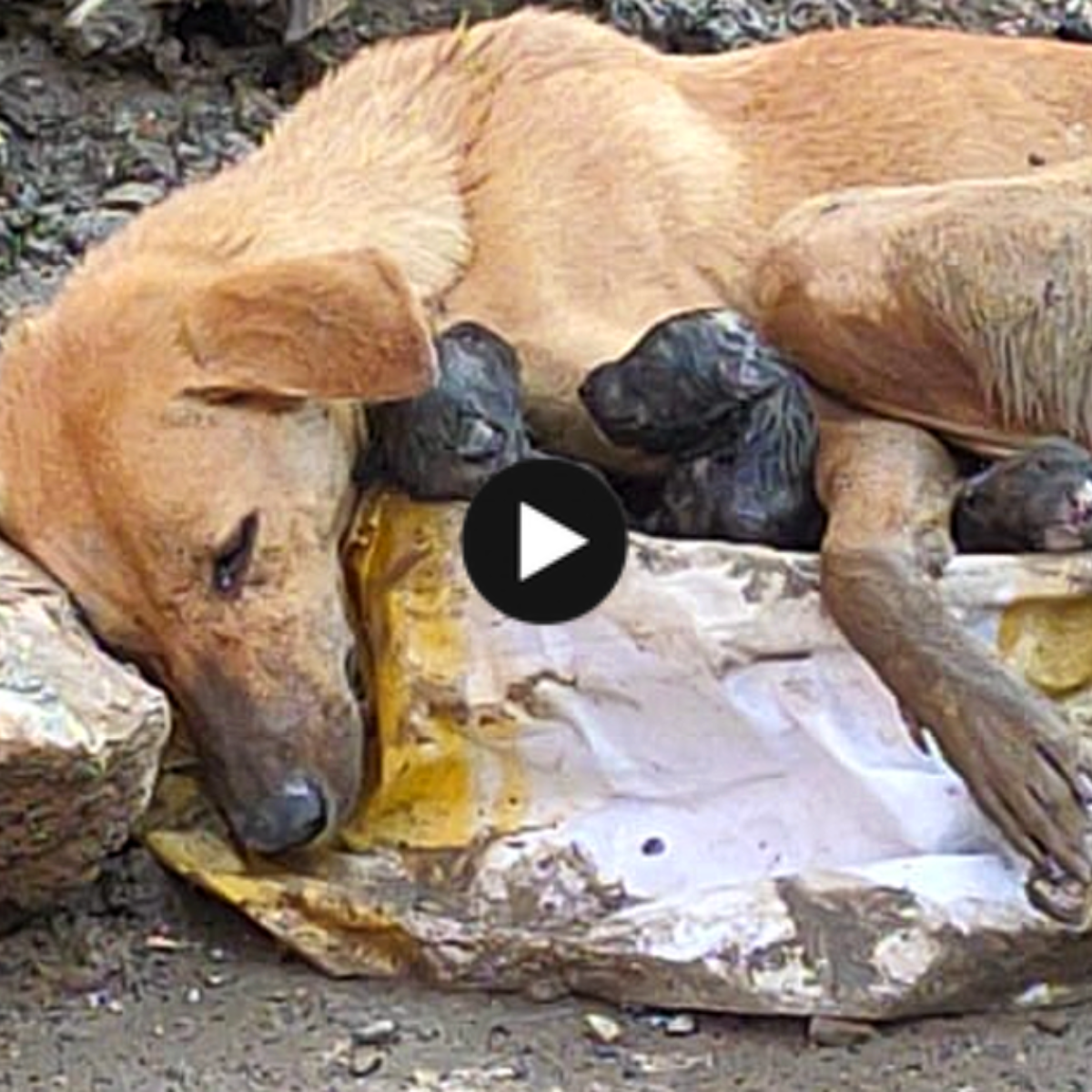 Immense motherly love: A stray dog ​​bravely gave birth amid the ruins and protected her cubs.