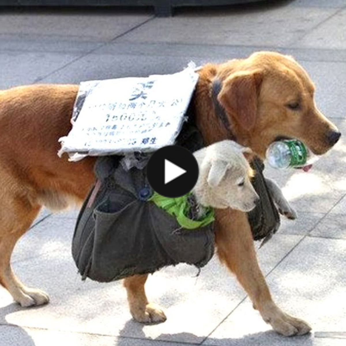A destitute dog leads her puppies on walks throughout the city to collect recyclables and trade them for money so she may purchase food for her two small children.