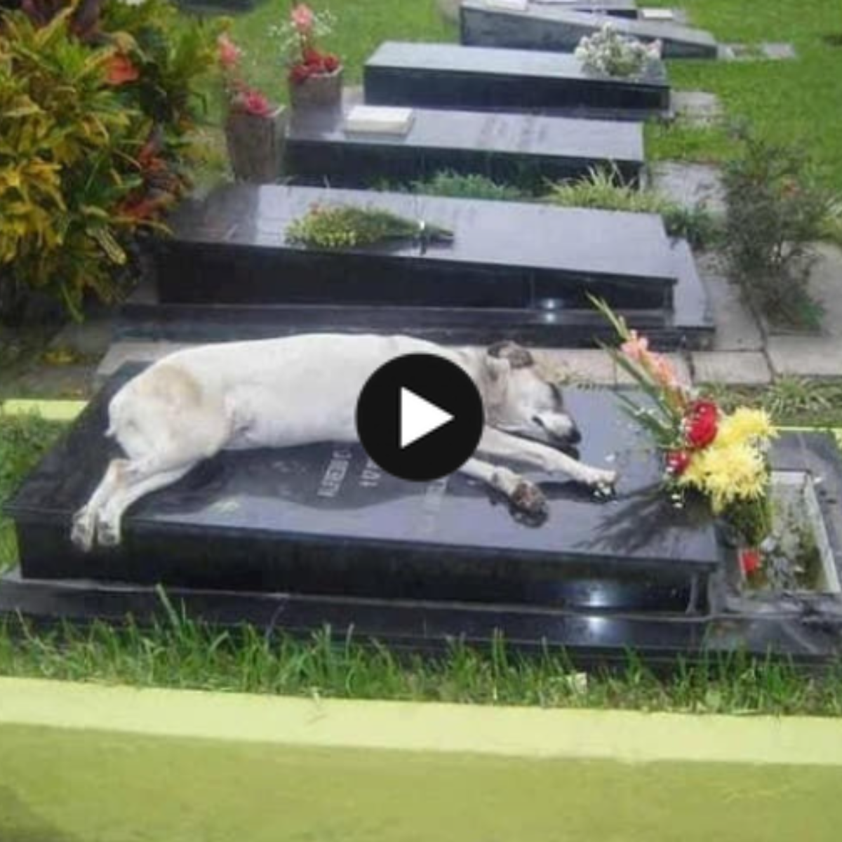 A Somber Farewell: The Faithful Dog Who Wept Over His Owner’s Death