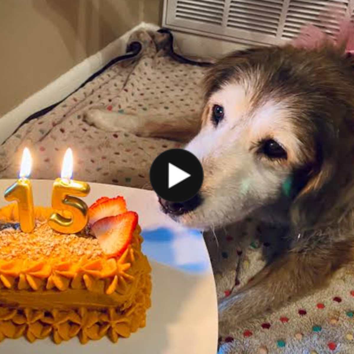 To her, a happy birthday! After fifteen years, the dog finally got a birthday cake, and a tear fell down his cheek.