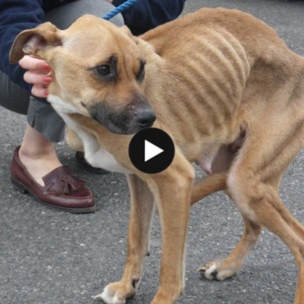 A heartwarming tale: A malnourished, ill, and skinny puppy is in need of compassionate individuals’ attention.