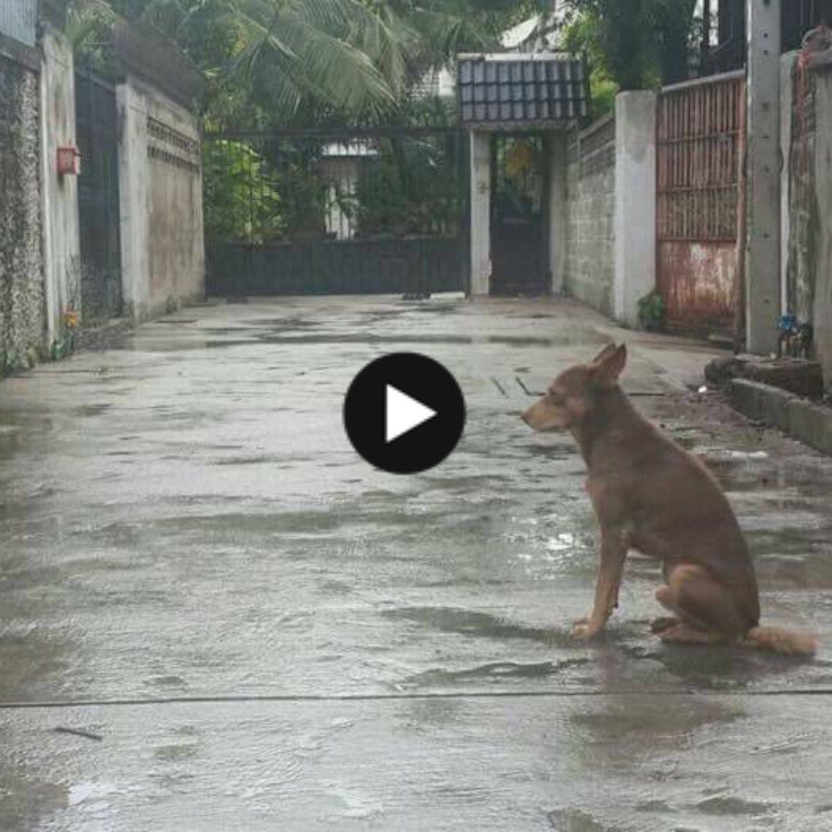 Abandoned But Faithful: The Unfailing Loyalty of a Waiting Dog