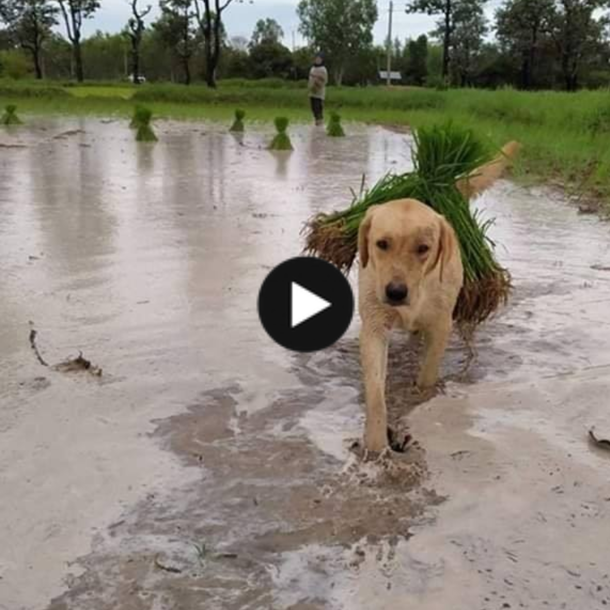 Loyal Farmer’s Friend: Dog’s Unwavering Commitment to Helping Owner with Rice Cultivation Inspires Internet Community