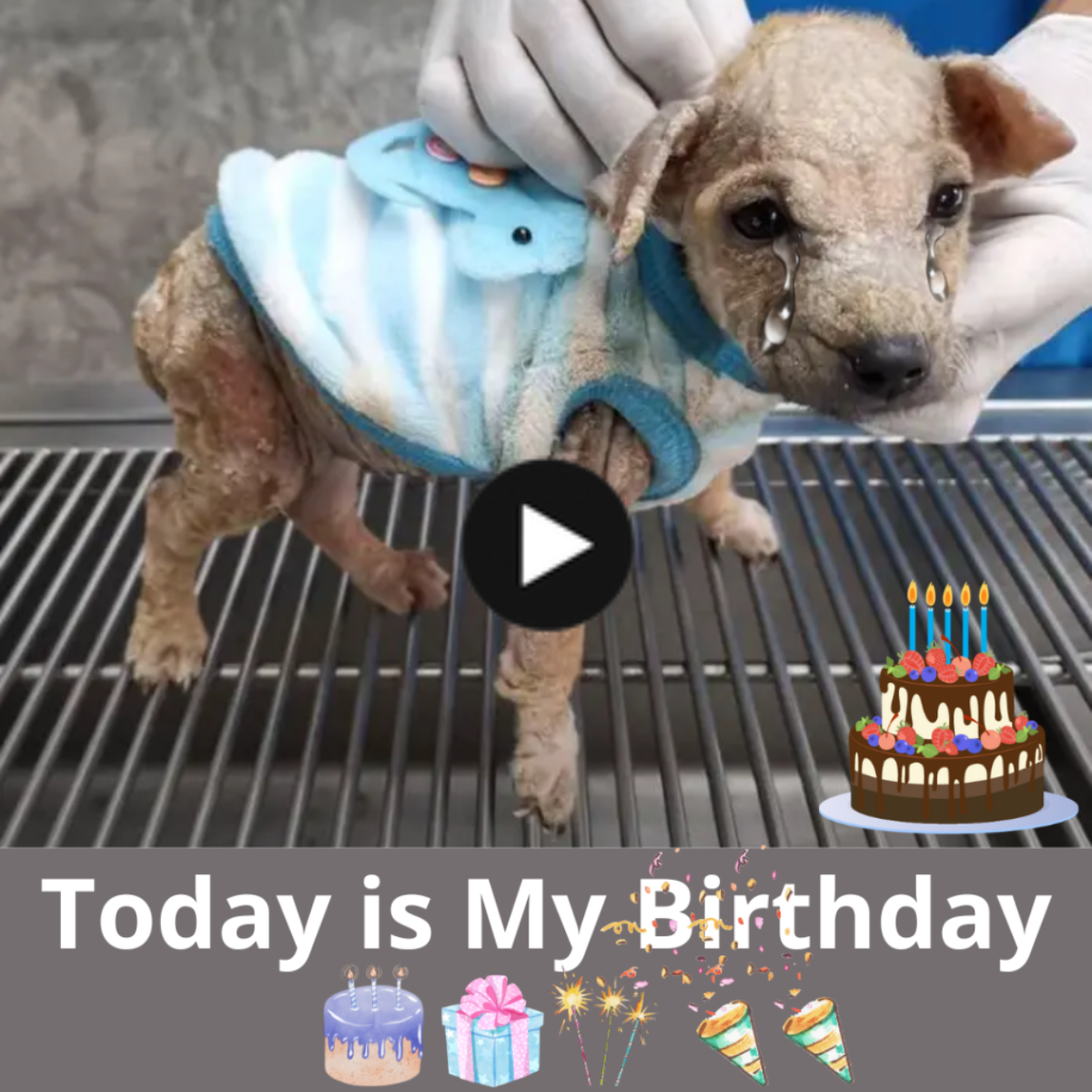 poor weak and malnourished puppy’s first birthday. No one cares about him, he is very sad. Please send congratulations to comfort the poor puppy.