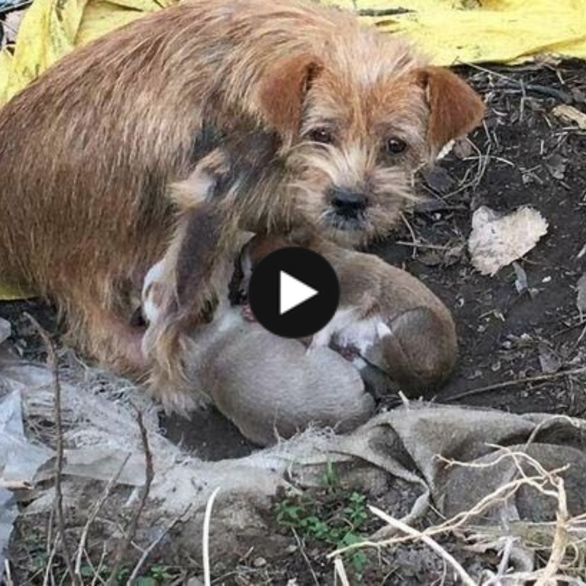 The stray mother dog begged passersby to take care of her puppy with sad eyes.