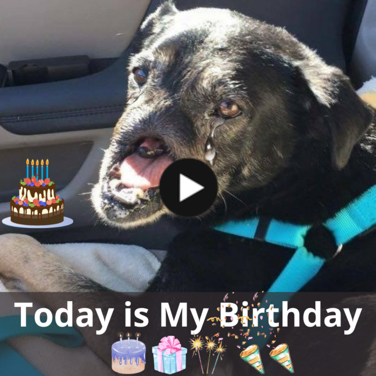 Today is the birthday of Anubis, a dog with difficulty eating due to injuries, who survived wandering the streets of Cairo. Hopefully the pain can be somewhat eased through wishes from everyone