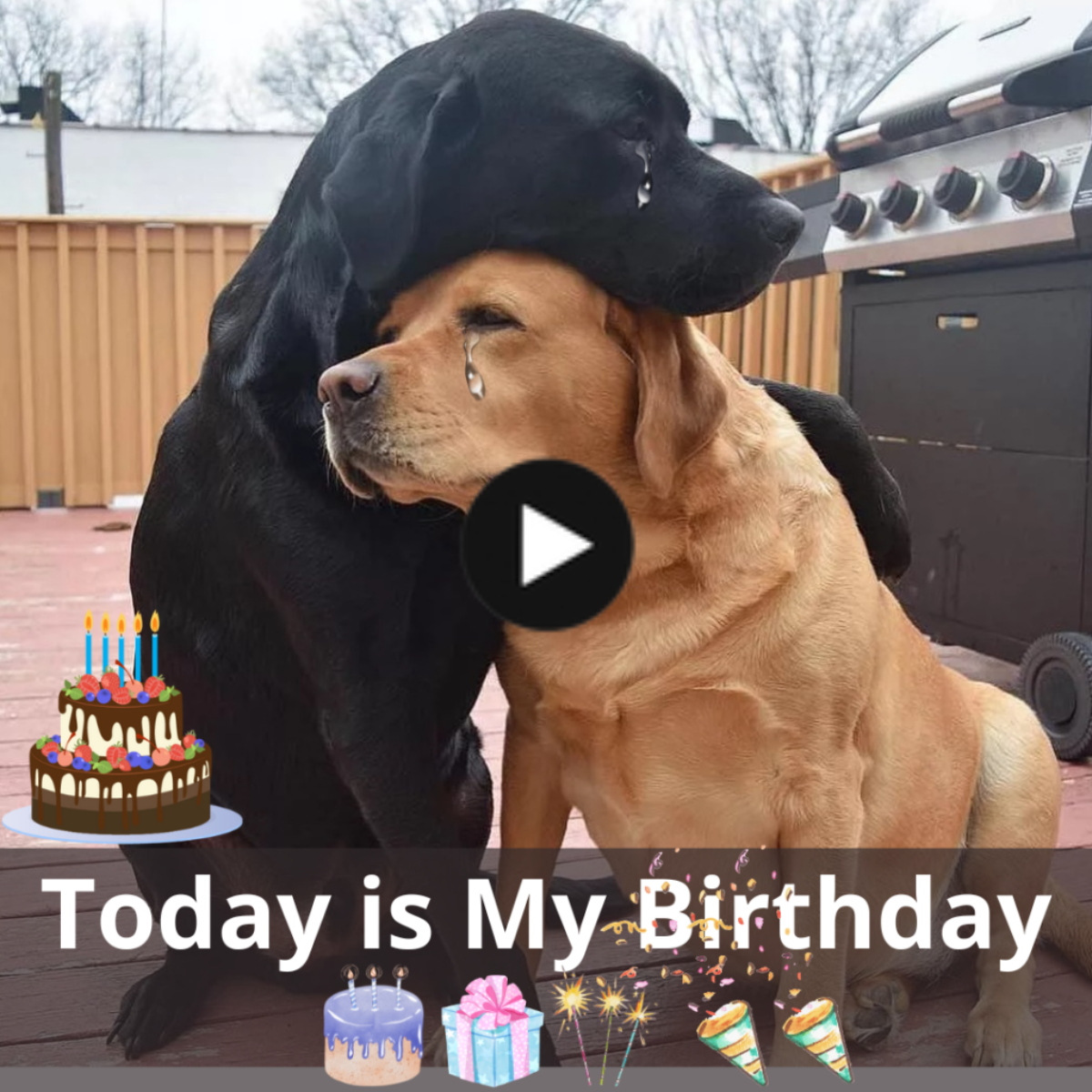 Two Lost Dogs’ Birthdays Are Celebrated in This Endearing Reunion