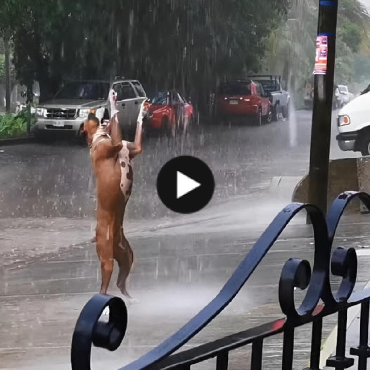 The dog’s innocence and carefree dance gracefully in the rain captivates and energizes viewers.