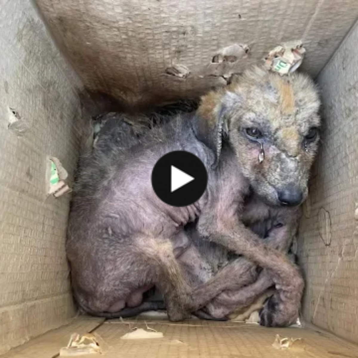 Desolate Abandonment: The Heartbreaking Anguish of a Little Orphaned Dog in an Unforgiving, Loveless World.