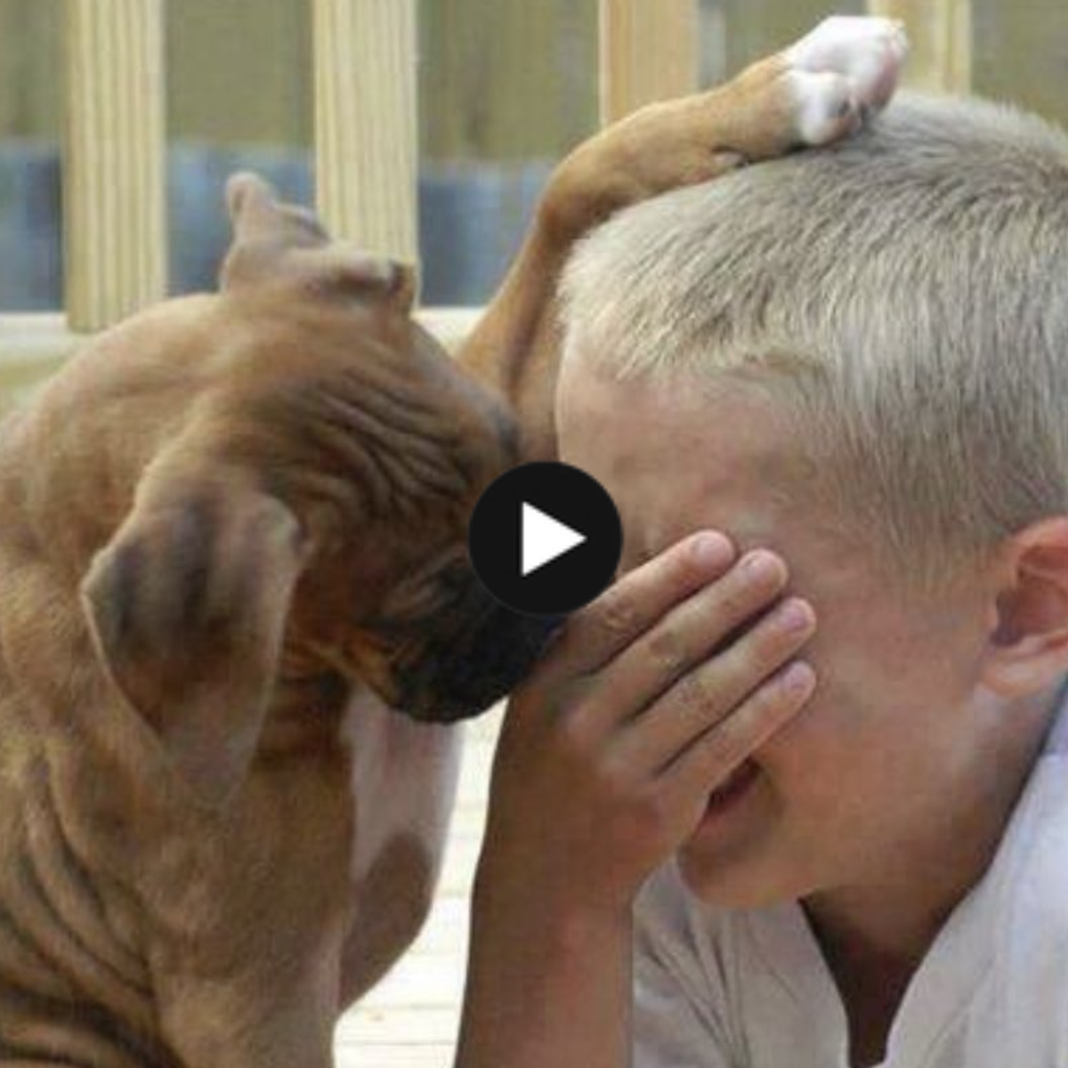 Millions of hearts melt when they see a dog comfort a crying kid by putting its paw on his head.