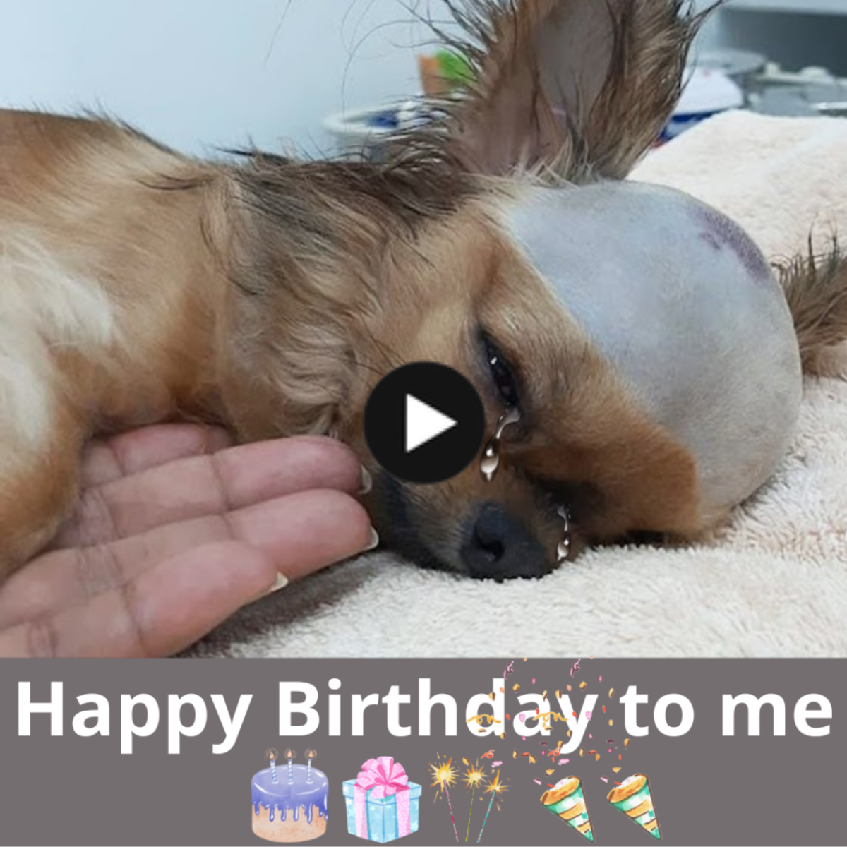 To me, happy birthday! But the fact that no one has granted me a wish makes me feel so alone and miserable—perhaps because I’m an ugly dog?
