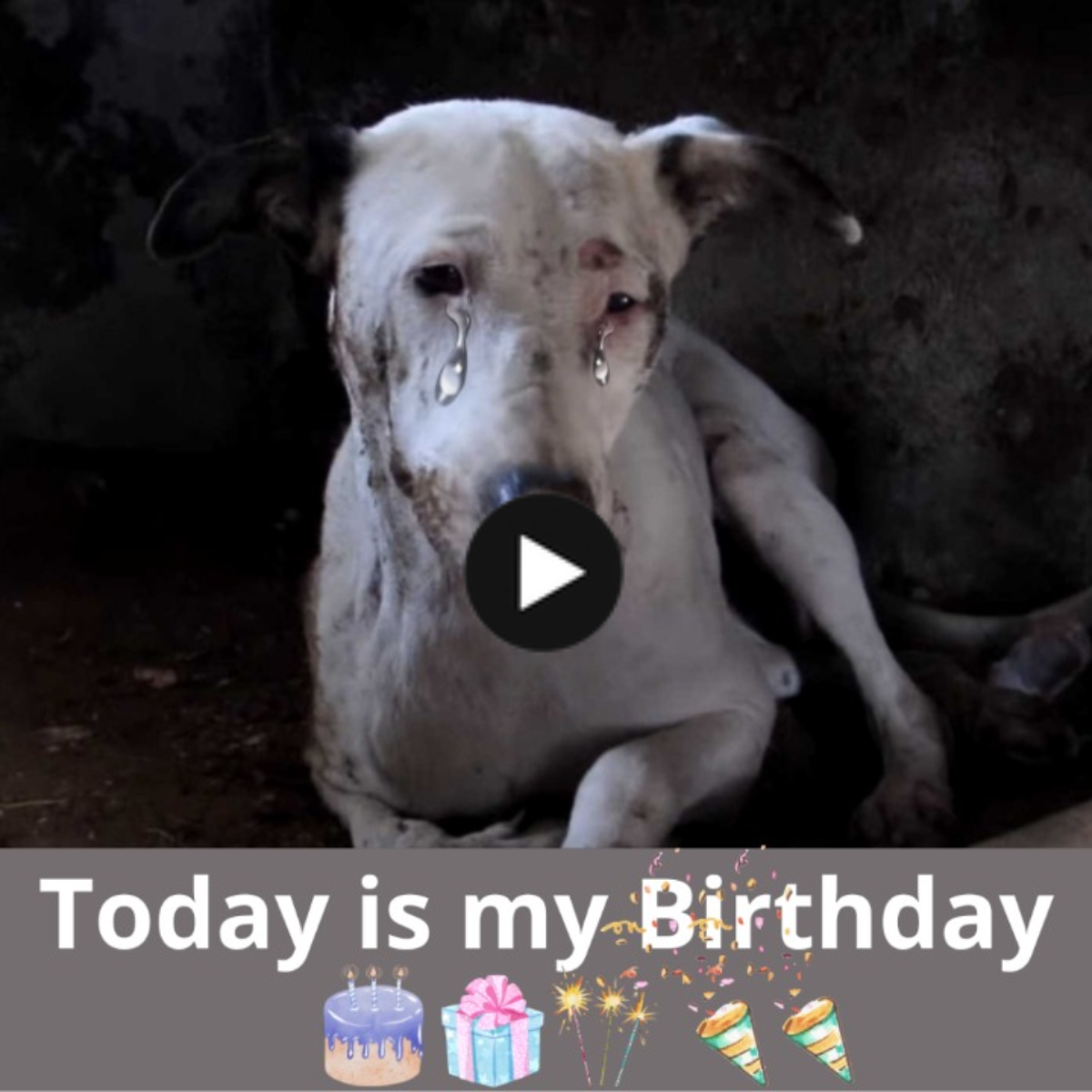 Adorable story about a dog’s birthday: After suffering so much, this poor dog hopes to receive a special gift of one million likes on his special day.