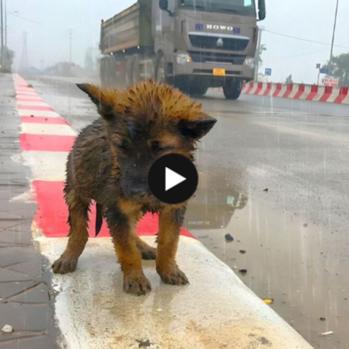 Lonely Stray in the Rain: The internet community has shown intense sorrow and worry in response to the abandoned puppy’s tragic search for sustenance in the pouring rain.