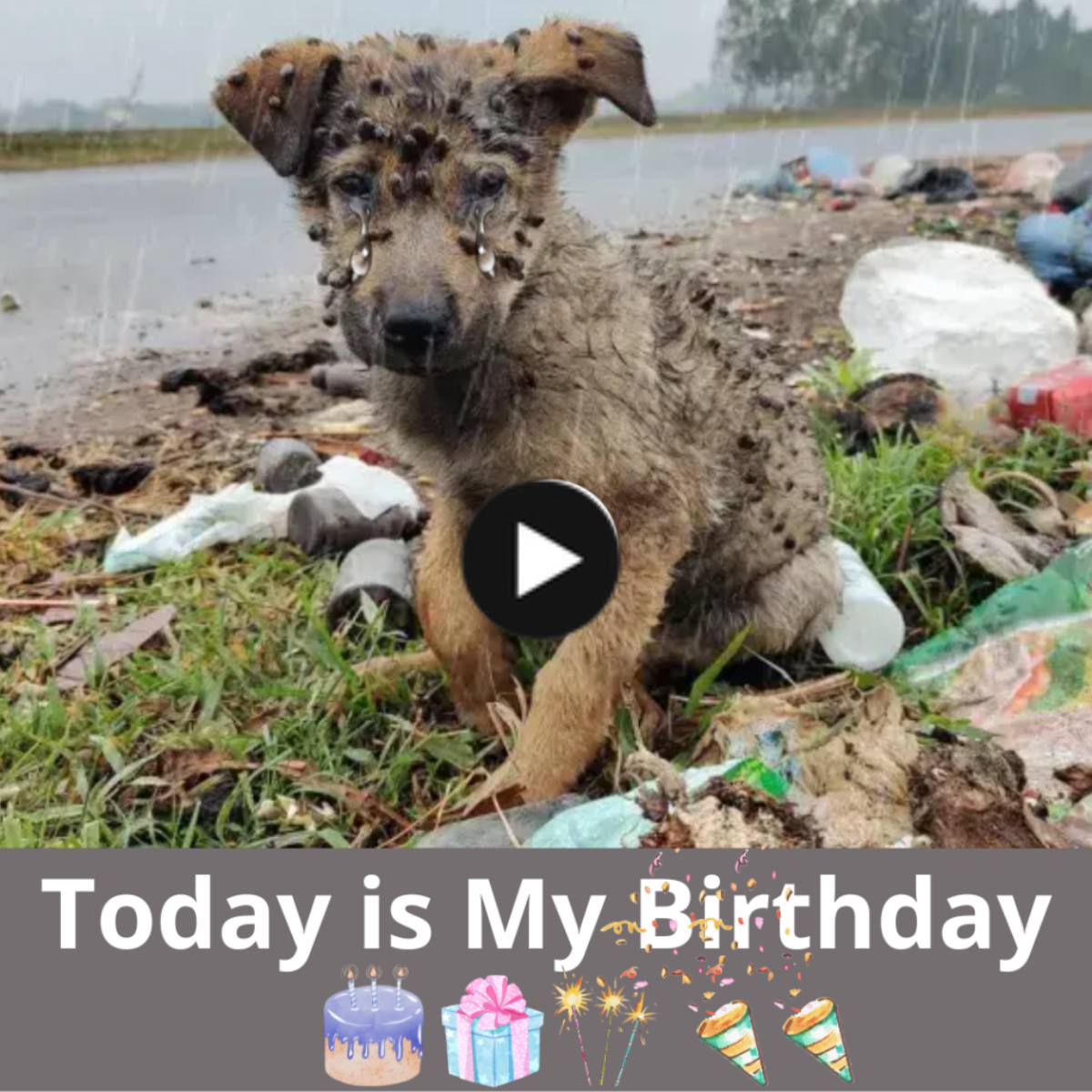 Finding Hope and Resilience Amidst Desperation and Uncertainty: The Story of A Stray’s Birthday