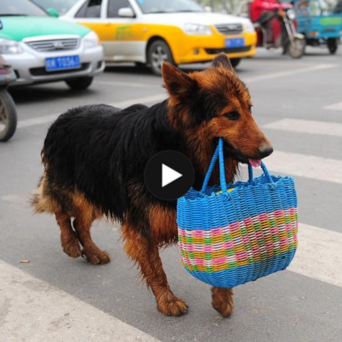 Daily dedication: Max the dog inspires millions of people with his touching affection by walking more than 3 km every day to get food for an elderly person at home.