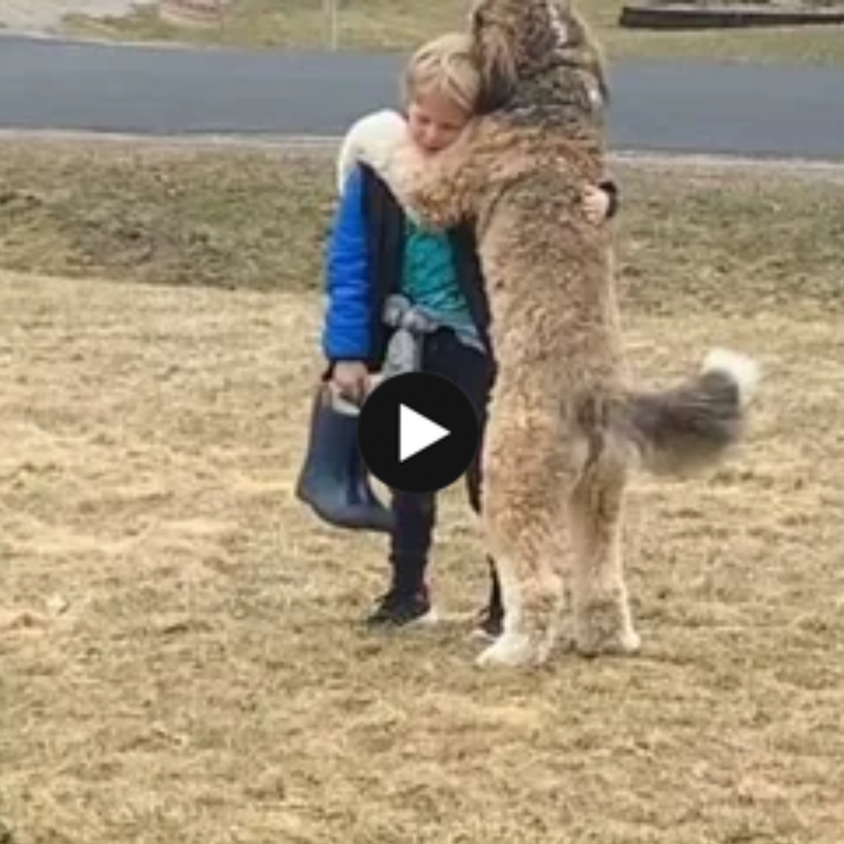 Loving dog Arya hikes more than 12 km every day to see her 10-year-old companion, and their heartwarming daily reunions have touched hearts all over the internet.