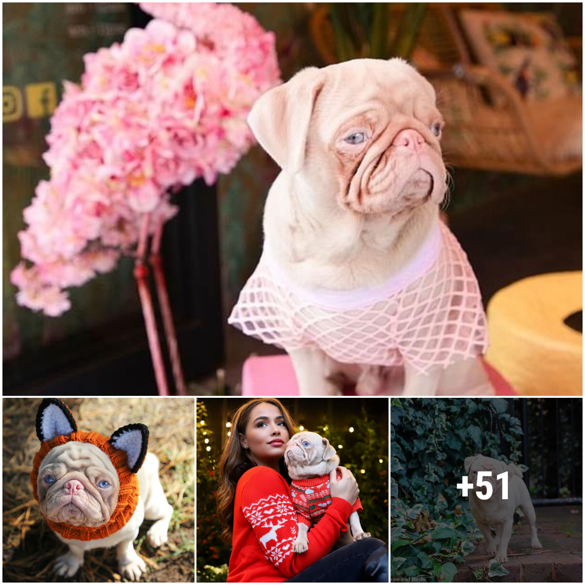 A rare albino pug with pink fur becomes an Instagram sensation as its owner documents his life with dinner dates, spa treatments and photo shoots