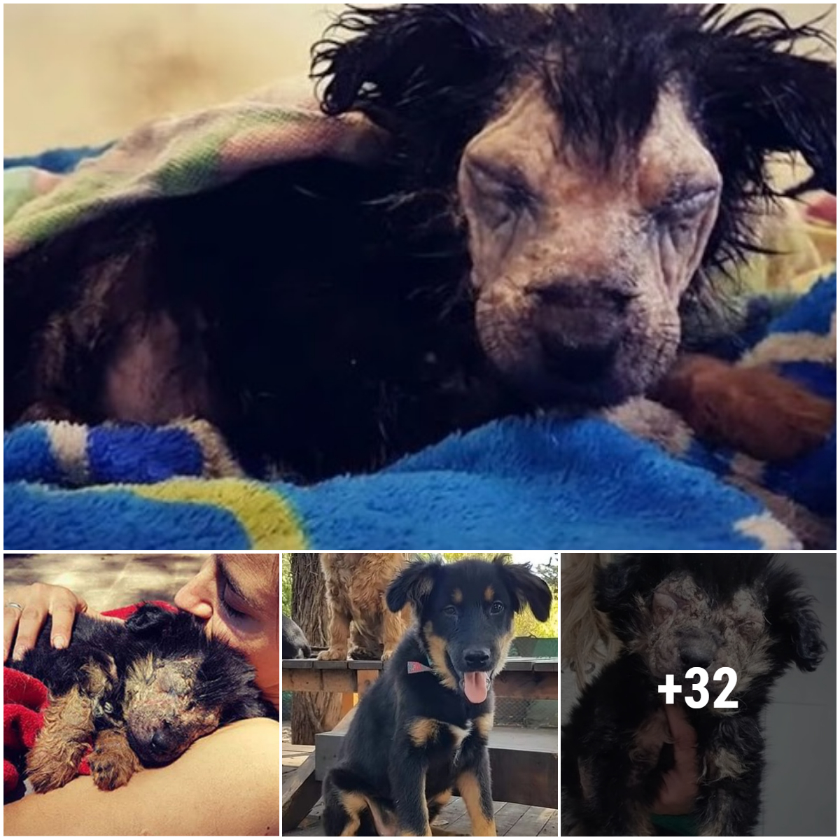 After the heavy loss this dog suffered from birth, he slept peacefully in the arms of the person who saved him, changing his entire life and transforming him without many people even realizing it.