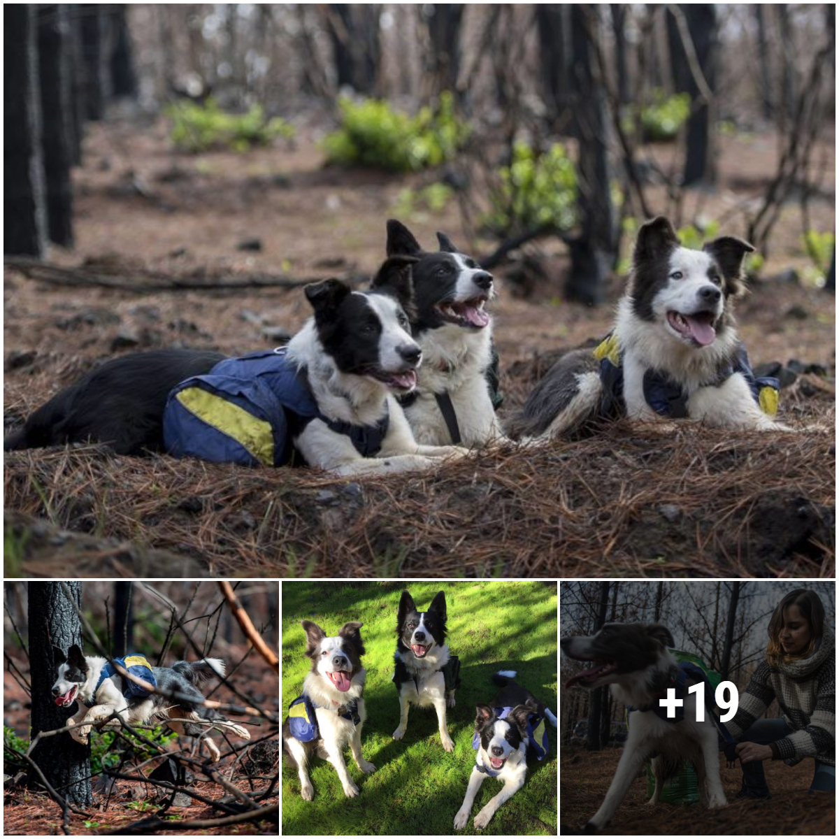 After the wildfires in Chile, specially trained border collies reseeded the land, winning trust and a lot of admiration