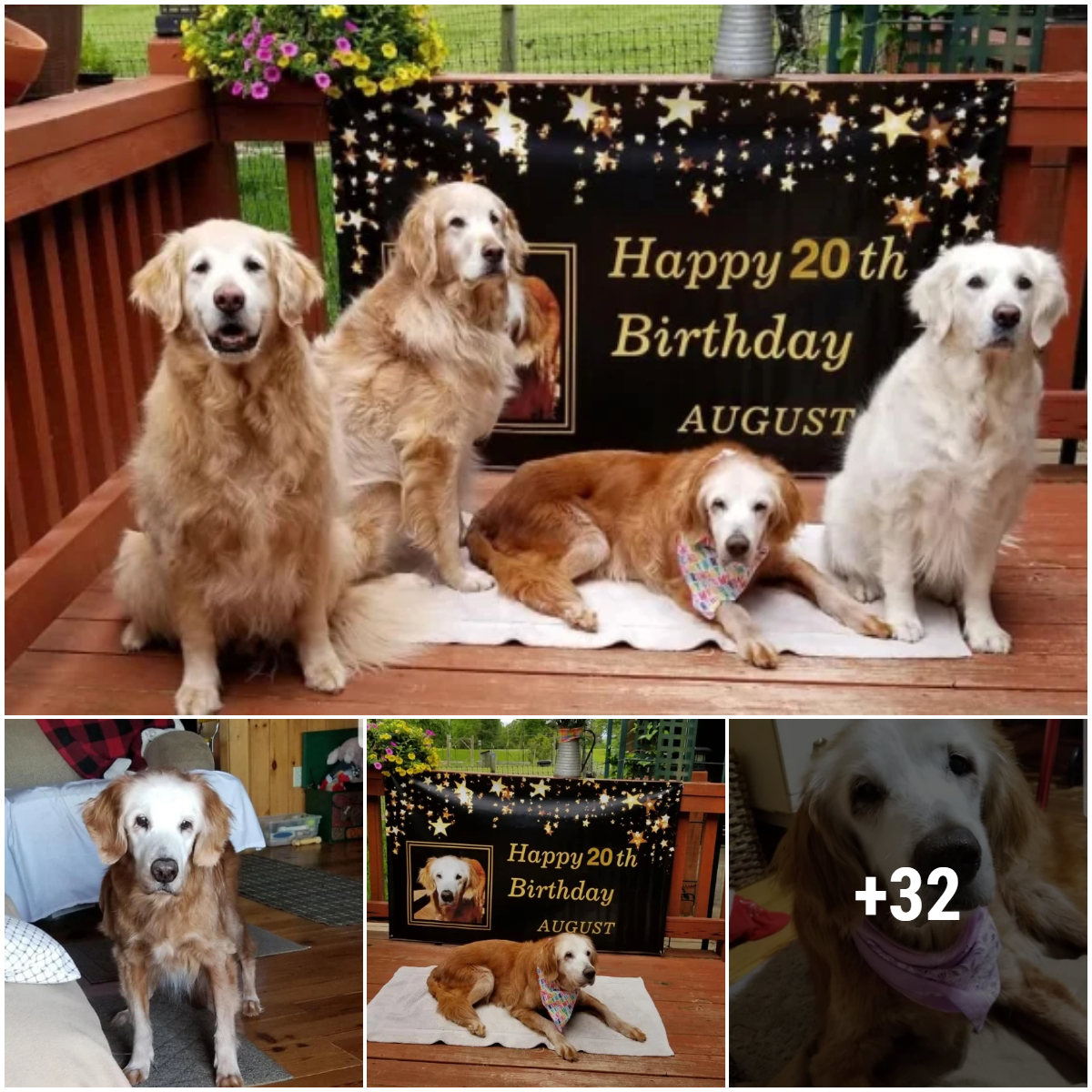 Introducing August, the world’s oldest 20-year-old golden retriever. To celebrate your birthday, send your best wishes to this retriever