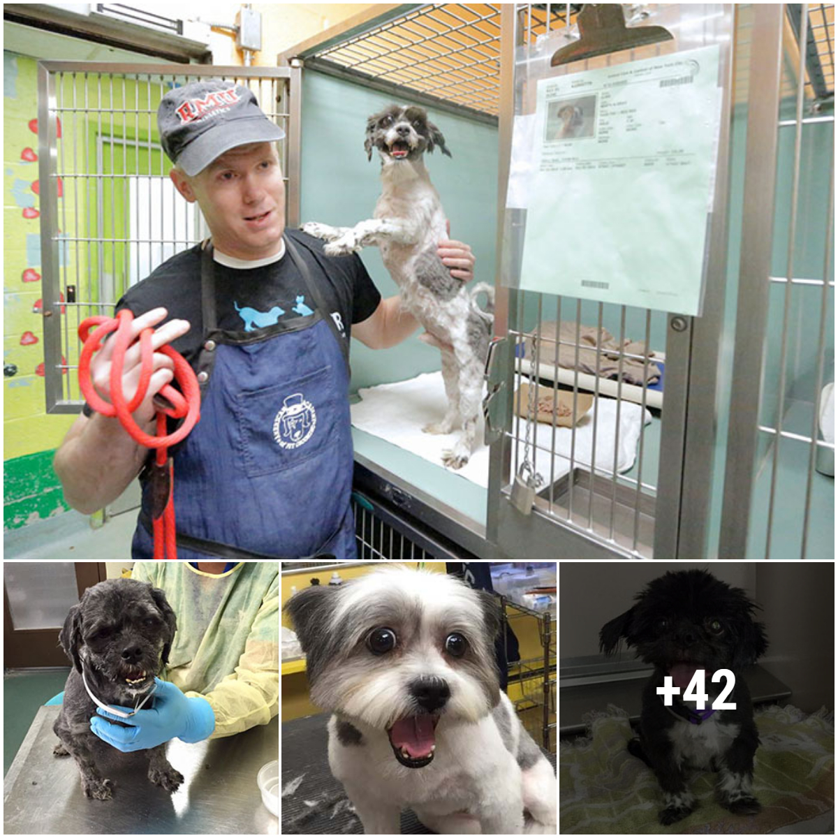 The small act of a man giving free haircuts to dogs at the shelter to help them find homes when they have a better appearance has received the admiration of many people