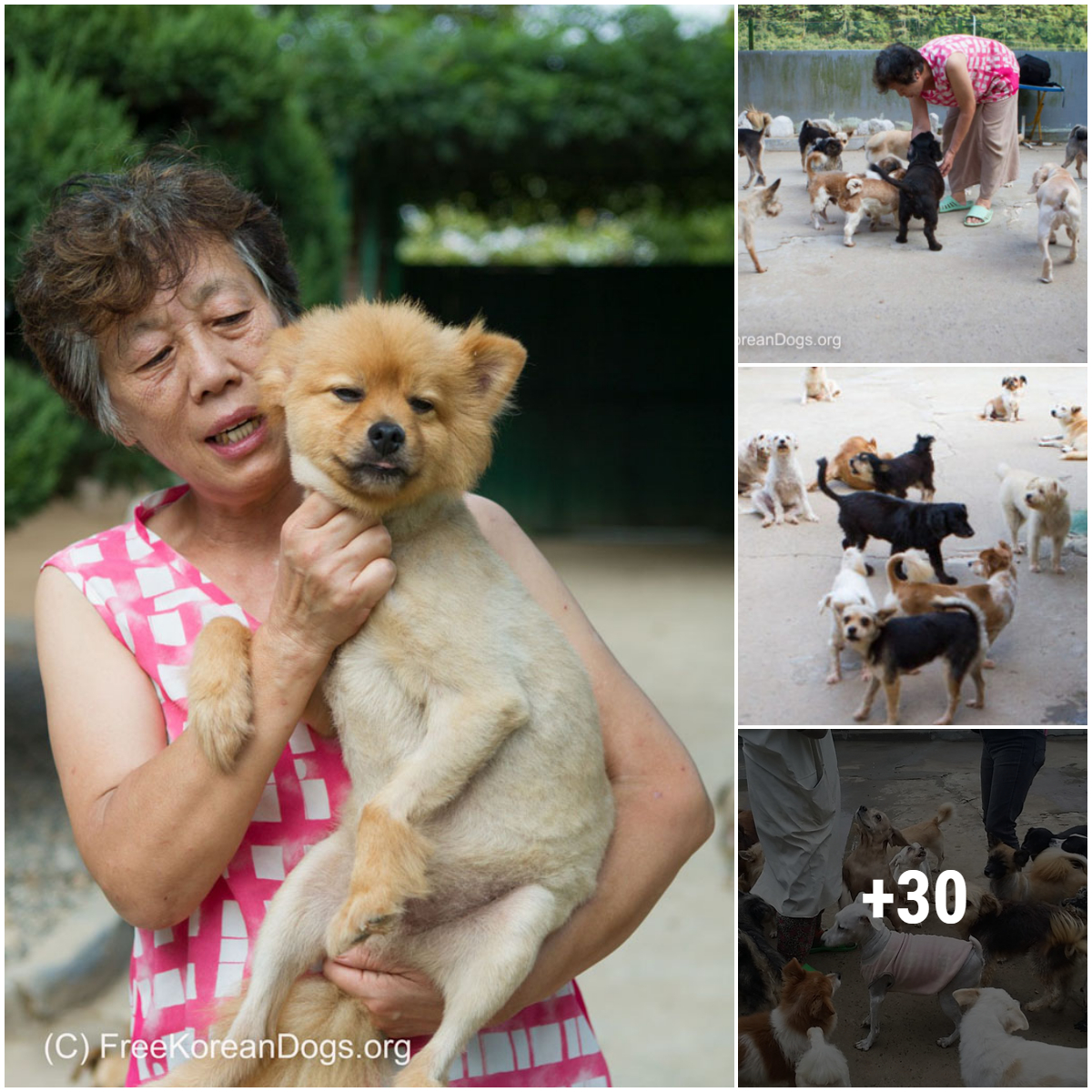 This woman sacrificed her life to save homeless dogs in Korea, an act ...