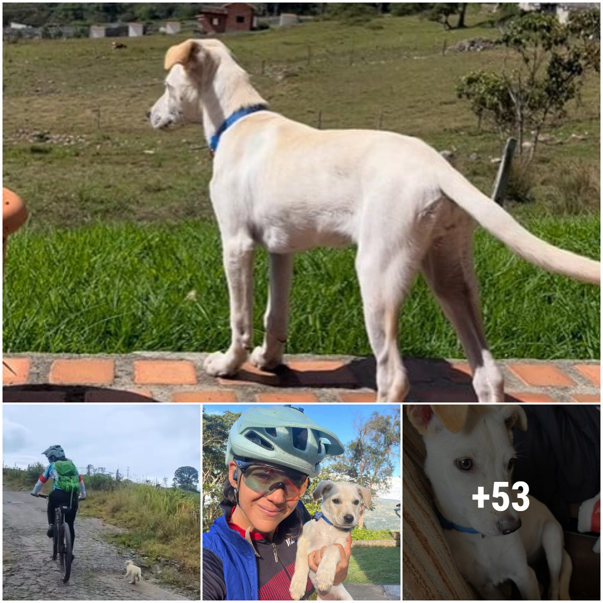 A girl practicing mountain bike racing accidentally found an abandoned puppy running after her and rescued it while it was desperately begging for help.