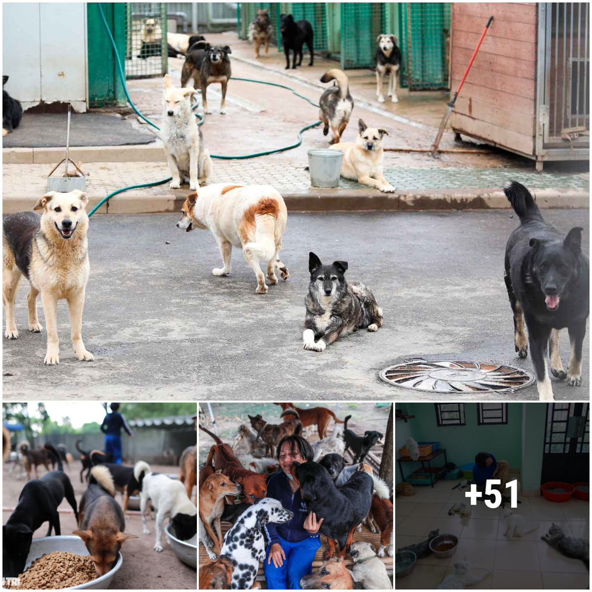 Abandoned dogs gather at shelters and wait for a full meal – the sad image of them just waiting for a full meal evokes strong emotions in the hearts of people around the world.