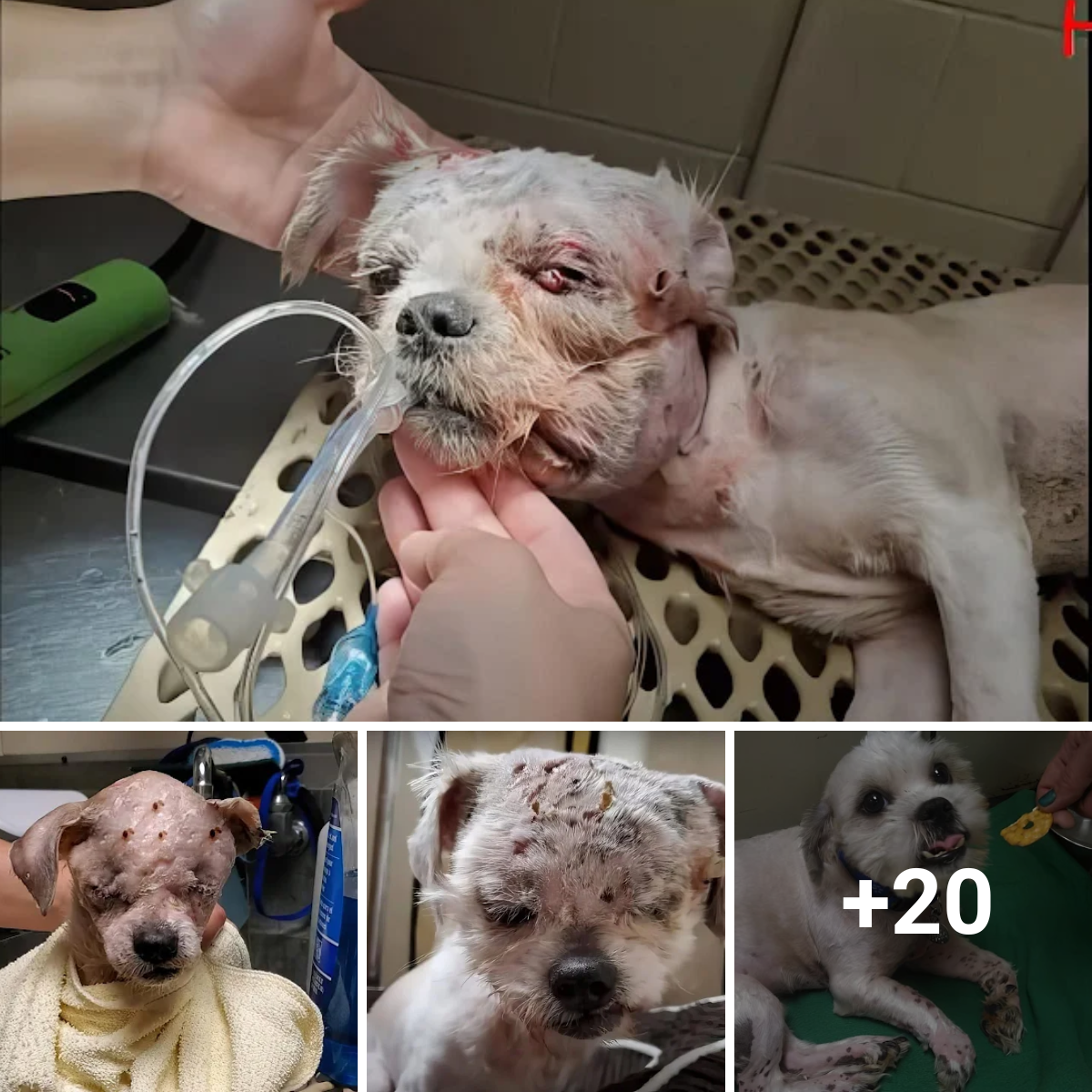 Finally, luck came and the dog was saved from a critical condition. Let’s wish him a speedy recovery and comfort him in his pain