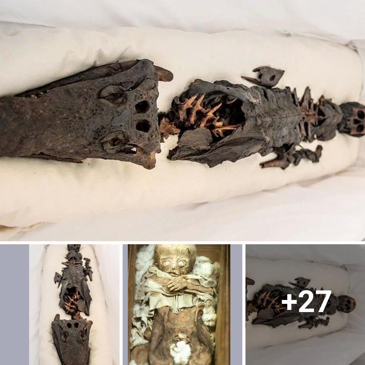 The odd narrative of the “two-headed mummy” was exposed following almost a century of concealment.