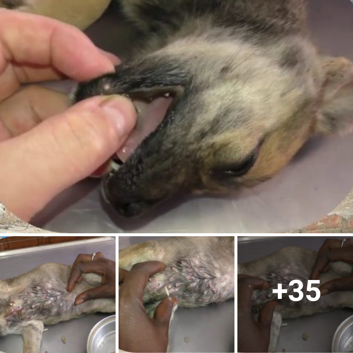 Fight maggots and take care of a malnourished dog. Wishing the dog a quick recovery