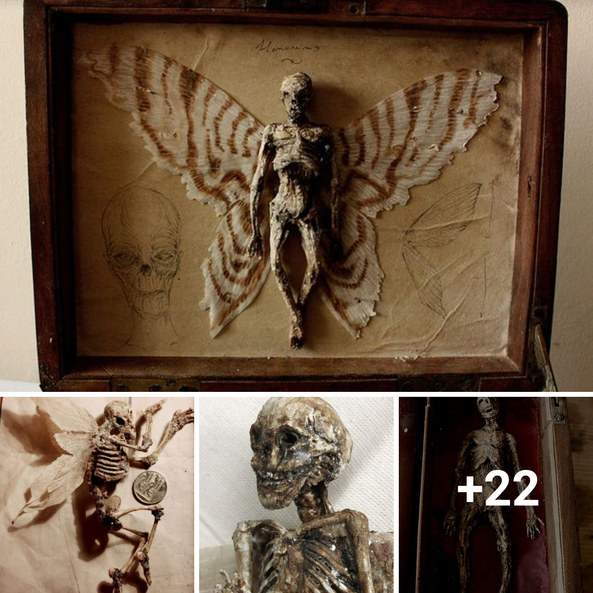 Uncovered Secret Of Winged Tiny “Human Skeletons” In “Ancient London Home Basement”