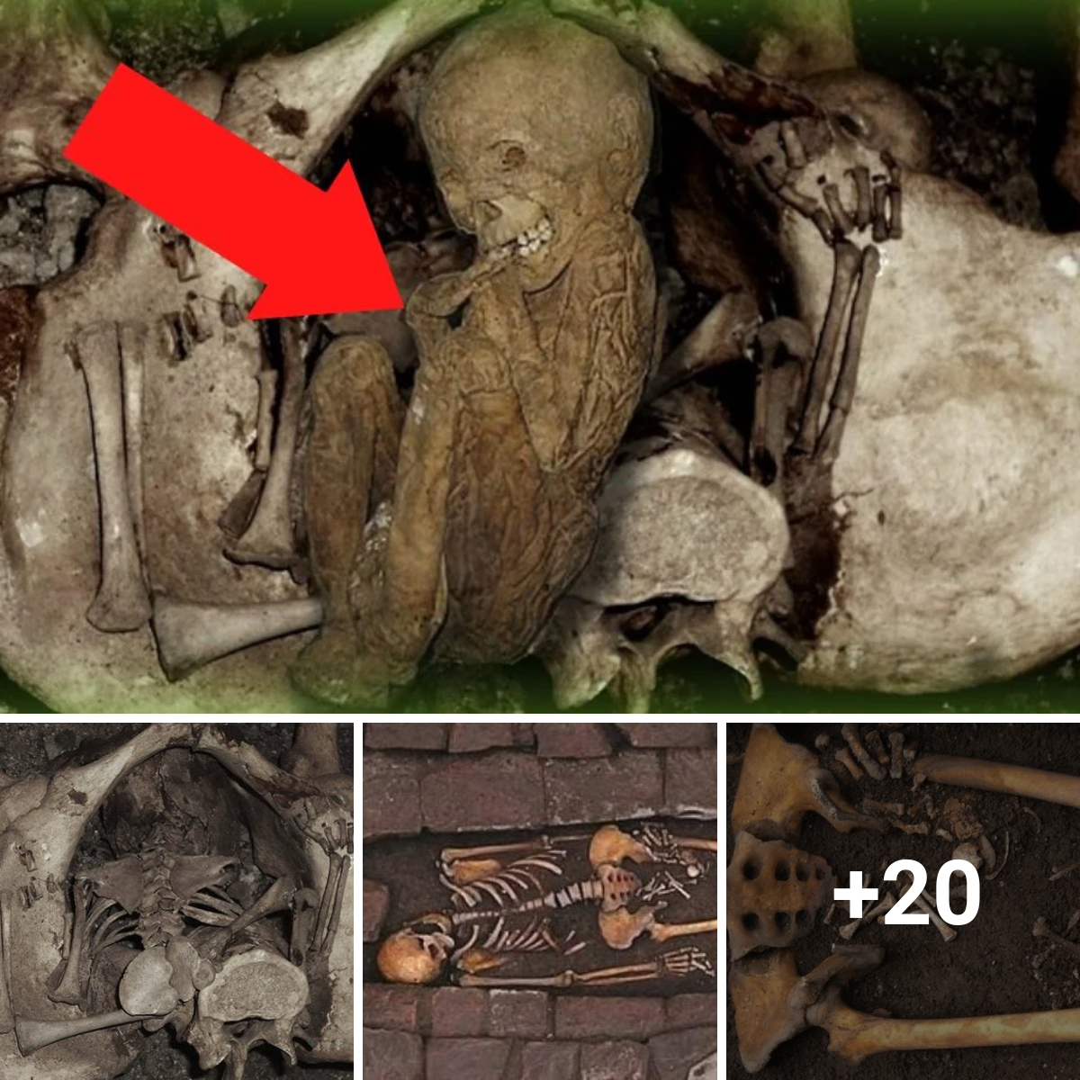 Unexpected addressing the enigma of the skeleton concealed within a 5 million-year-old mammoth carcass