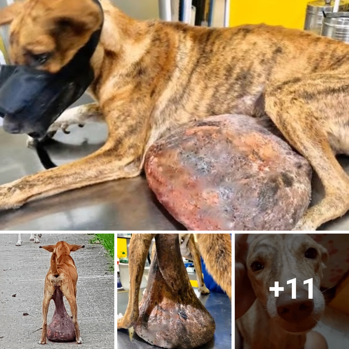 A large tumor is lying on the ground in front of a defenseless and fragile stray dog, and it has been a while since anyone has helped. His yearning for help is overwhelming.
