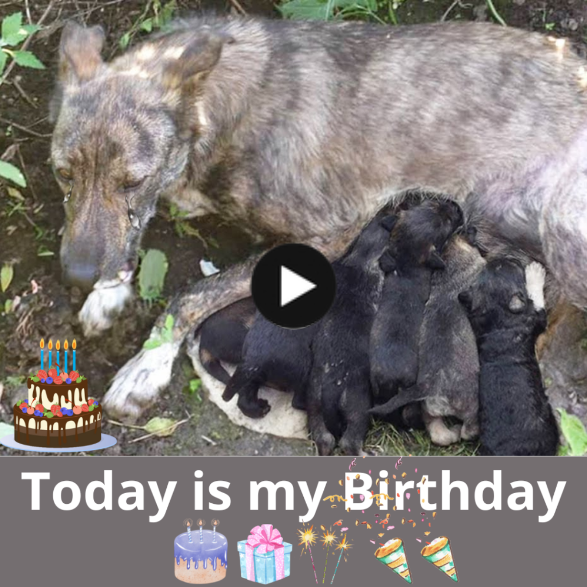 Mother’s sacrifice: Heartbreaking birthday of a brave mother dog, trying everything to keep her children healthy, hoping that many people will love and help her cubs.