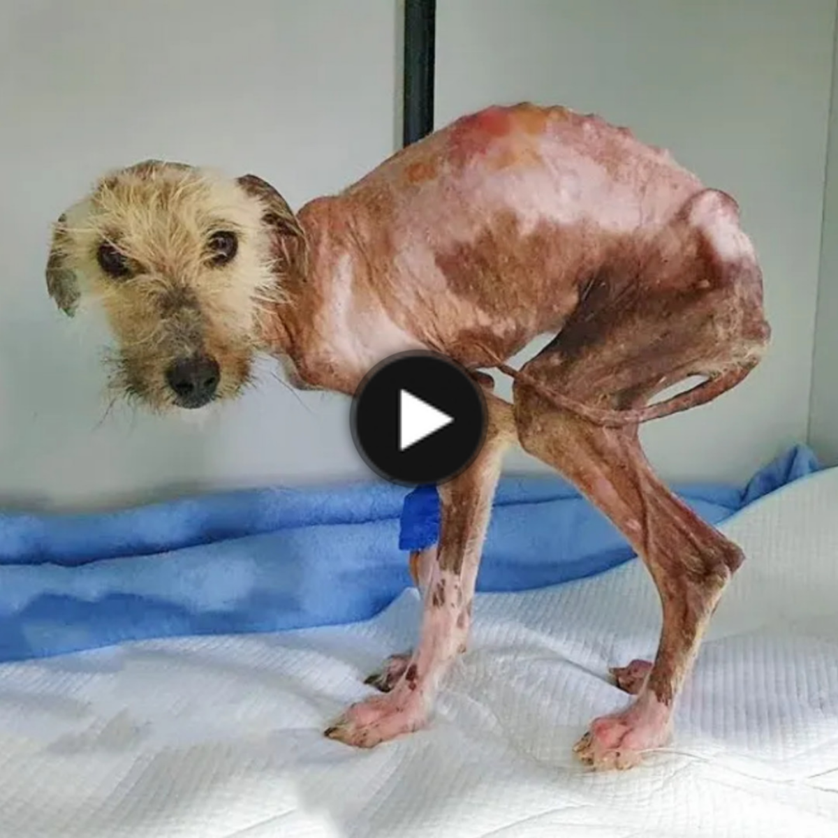An emaciated dog survives six months of malnutrition and excruciating sores while pleading for help