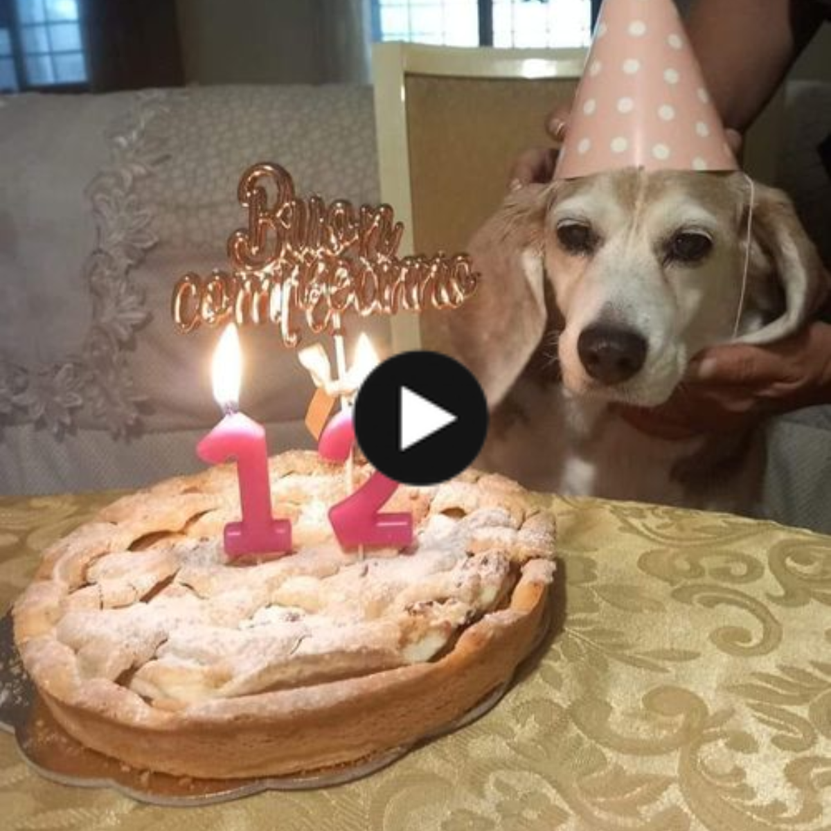 Cheers to our cherished dog’s 12th birthday!
