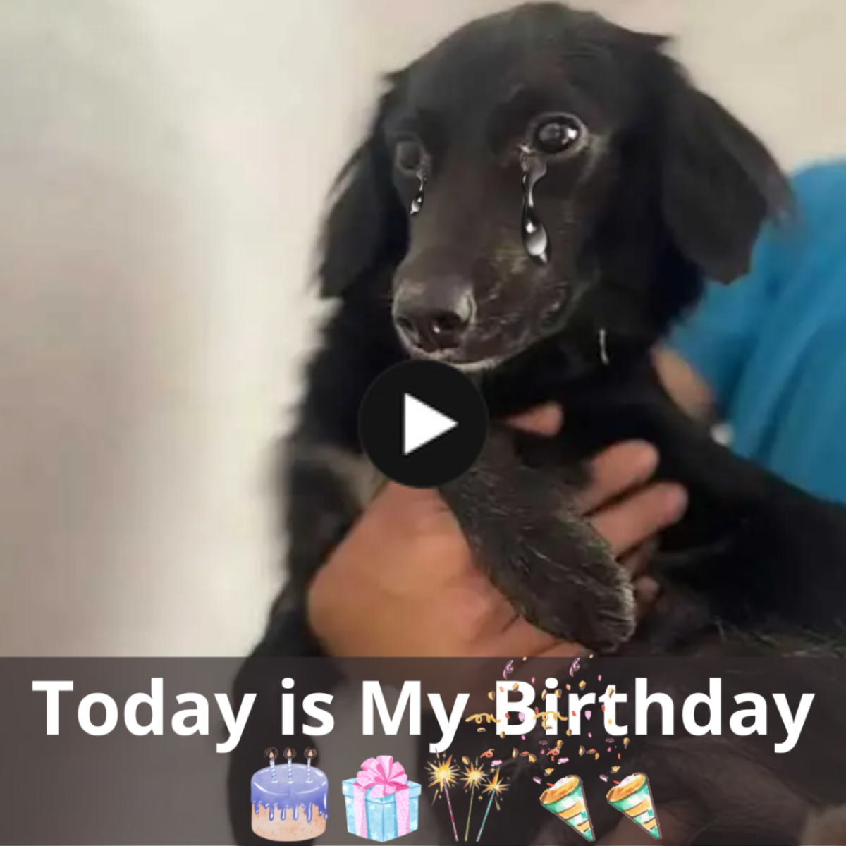 Today marks the birthday of a stray dog that was discovered sick and hungry in a garbage can and was pleading for assistance in finding a place to stay.