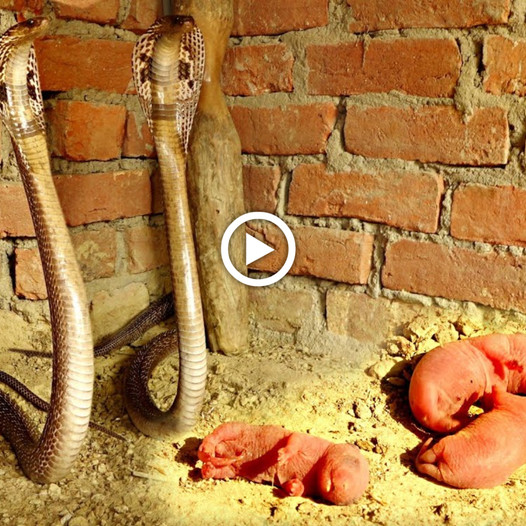 “Unveiling King Cobras with Milk: A Surprising Turn in an Ancient House” Hulk