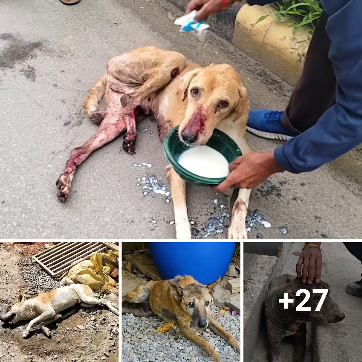 In a scene straight out of a fairy tale, old street dogs with serious injuries recover amazingly well and overcome all obstacles to begin new lives.